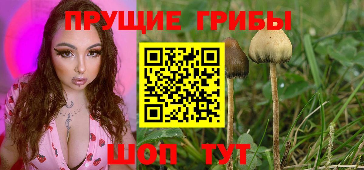 Балашов  Галлюциногенные грибы Psilocybe  Вход с VPN 
